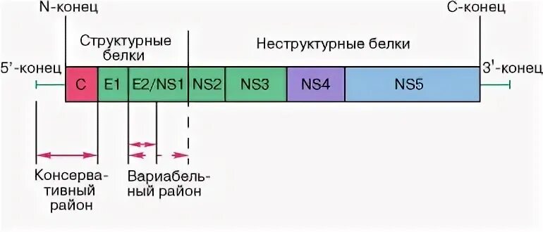 Белки гепатита с. Структурные и неструктурные белки вируса гепатита с. Организация генома вируса гепатита с. Структурные и неструктурные белки вируса. Структурные и неструктурные белки.