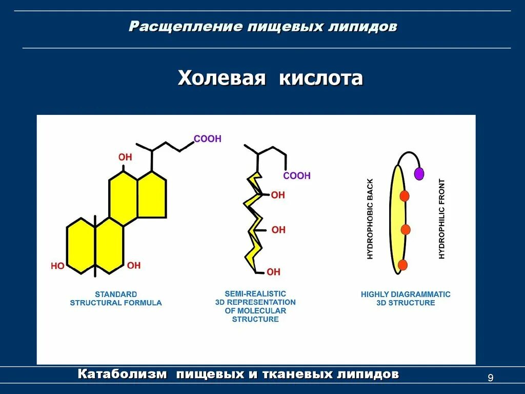 Расщепление и всасывание липидов происходит в. Расщепление липидов. схема расщепления липидов. распад липидов. распад липидов биохимия.