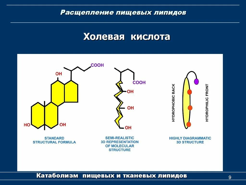 Расщепление липидов последовательность. Расщепление липидов. Схема расщепления липидов. Распад липидов. Разложение липидов.