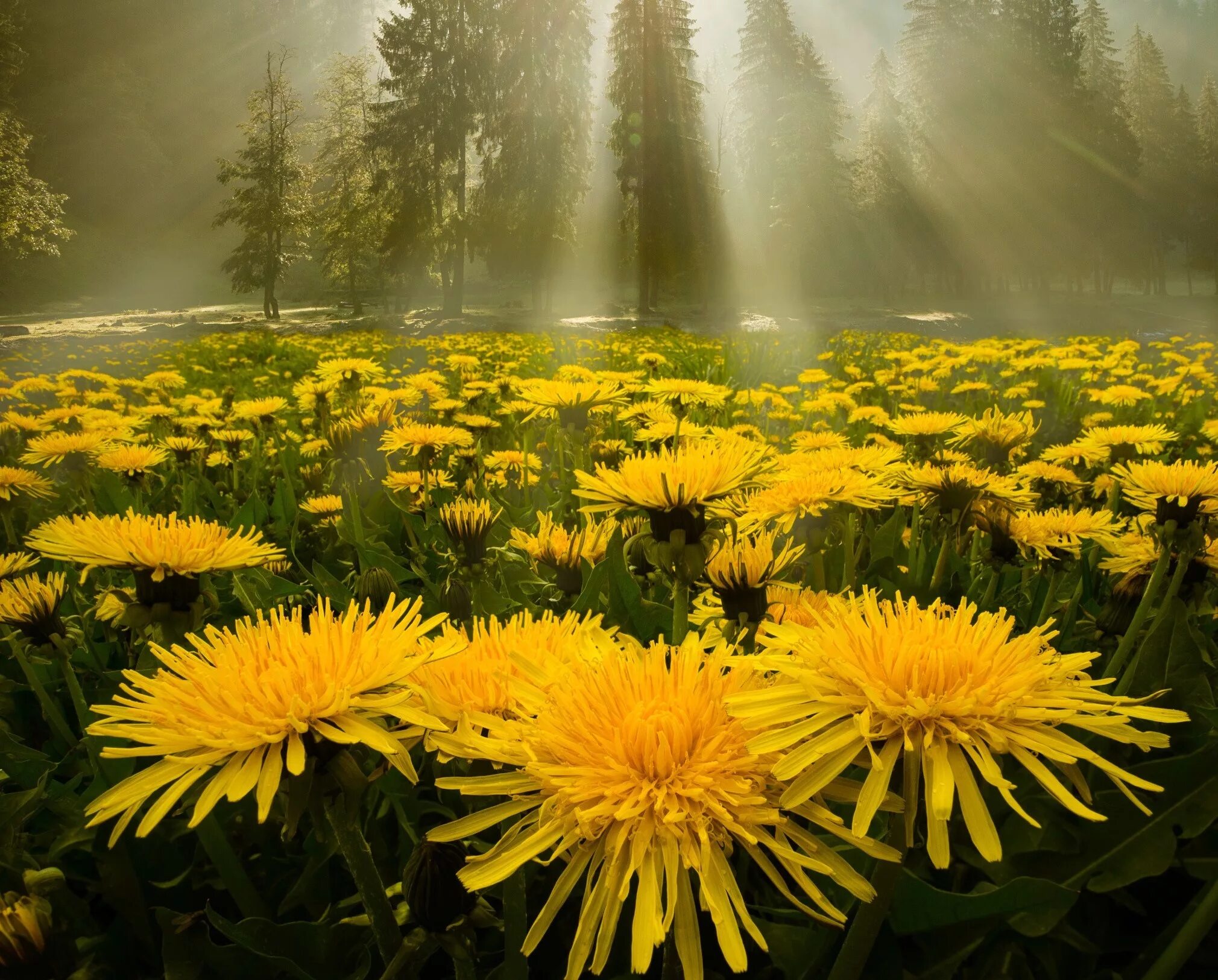 Открытка доброе утро лес. Солнечный цветок. Одуванчики. Поле одуванчиков. Солнечное утро.