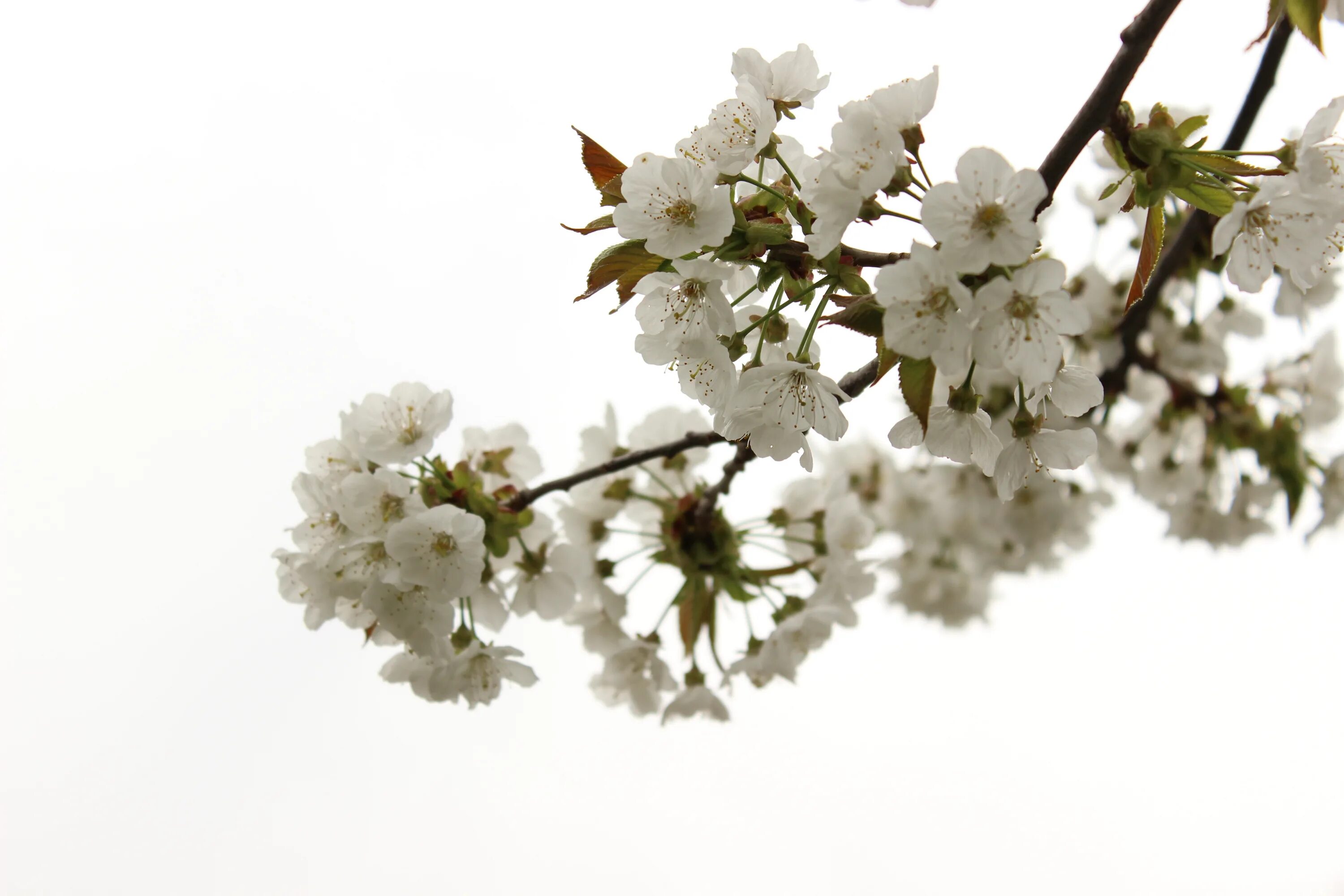 Ветки вишни Gyu. Черри блоссом Gyu. Цветущие деревья. Ветка цветов. White blossoms