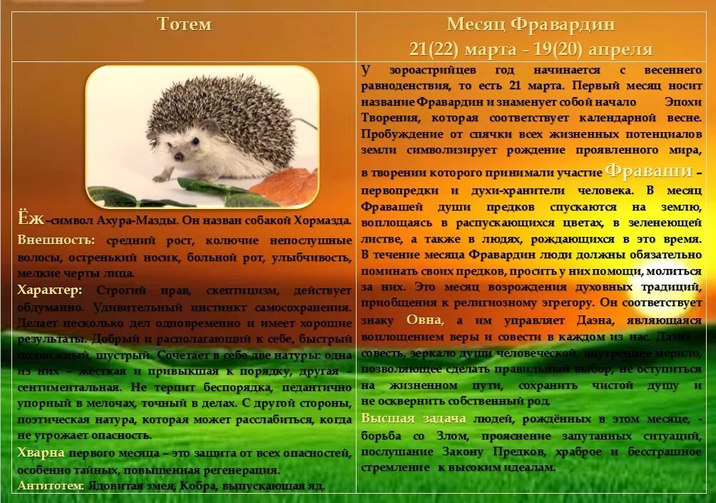 Славянский календарь свернувшийся ёж. Славянский гороскоп свернувшийся еж. Свернувшийся еж по славянскому гороскопу. Тотемное животное еж.