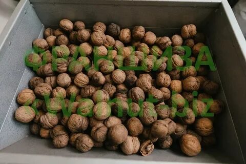 Walnut перевод