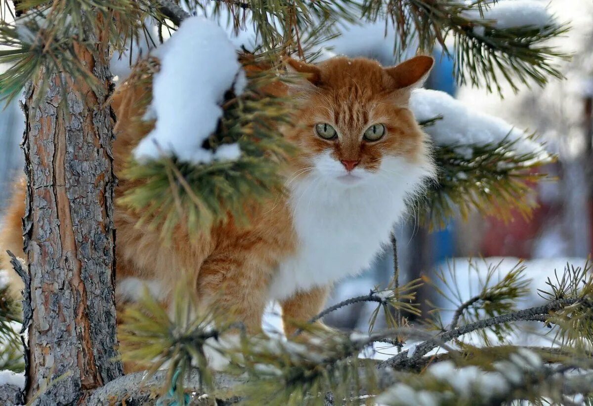 Картинки животных снег. Зима животные. Зимние коты. Пушистая зима. Кошка в зимнем лесу.