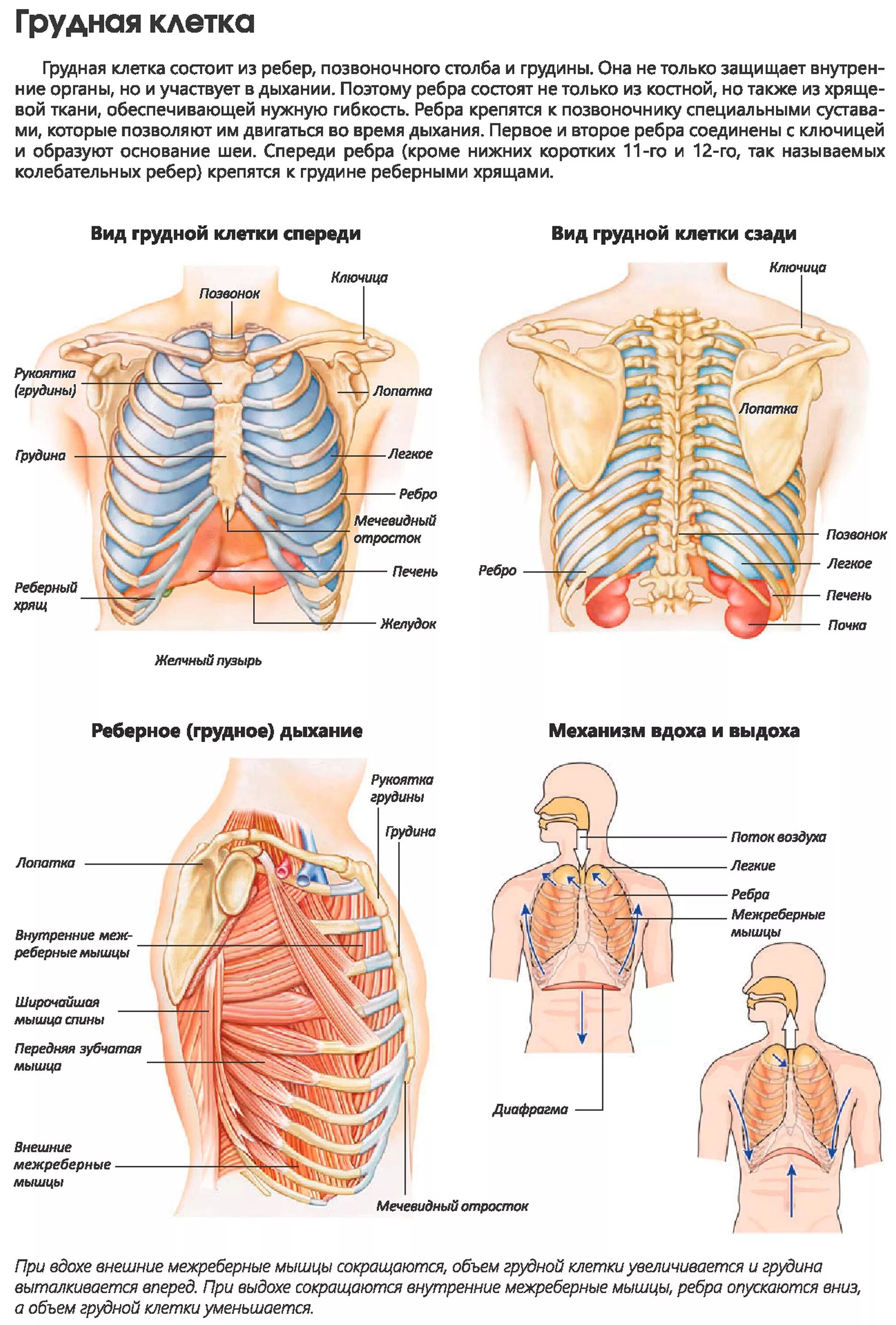 Органы под правой грудью. Грудная клетка анатомия. Строение органов грудной клетки. Анатомия грудной клетки человека. Анатомия грудной клетки мужчины с органами.