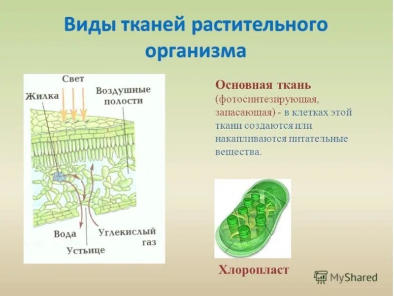 Клетки фотосинтезирующей ткани. Ткани растений. Основная ткань в организме растений. Основные ткани растительных организмов.