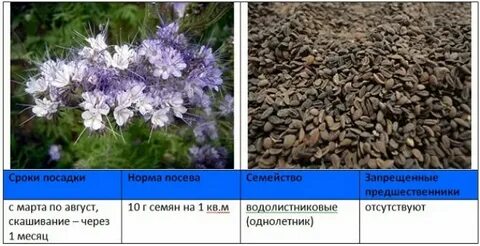 Расход семян фацелии