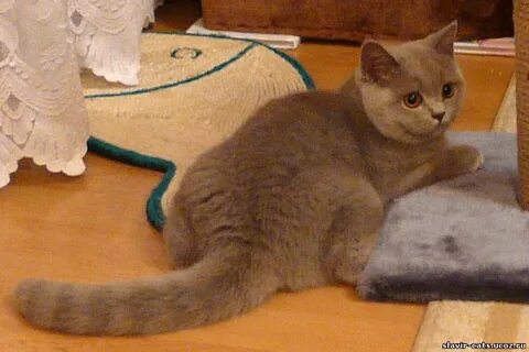 Котенок британец вес