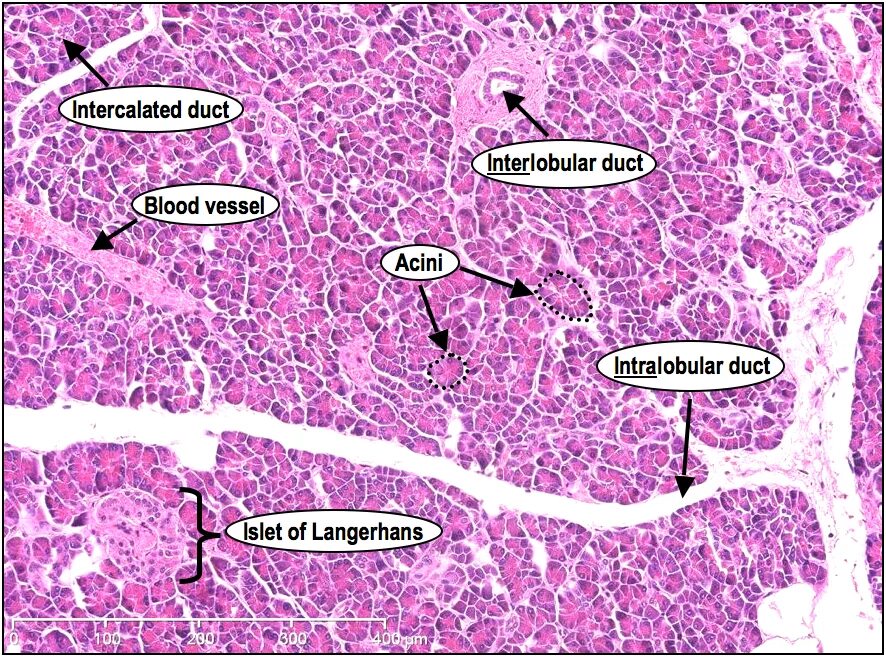 Ацинусы поджелудочной железы гистология. Строение поджелудочной железы гистология. Поджелудочная железа гистология препарат. Срез поджелудочной железы гистология.