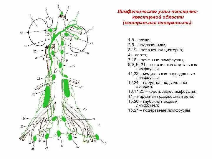 Регионарные лимфатические узлы схема. Лимфатическая система брюшной полости схема. Парааортальные лимфоузлы схема. Лимфатические узлы грудной полости анатомия. Лимфоузлы на пояснице