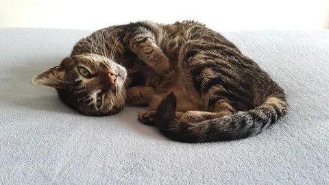 Catnap картинки