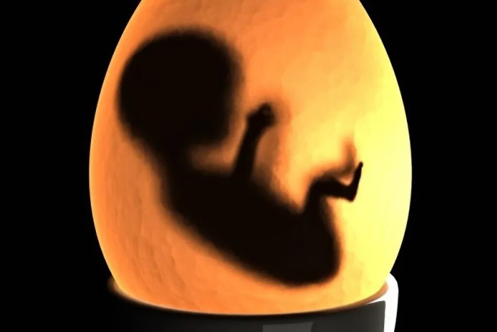 Родила яйцо. Рождение человека из яйца. Младенец в яйце родился.