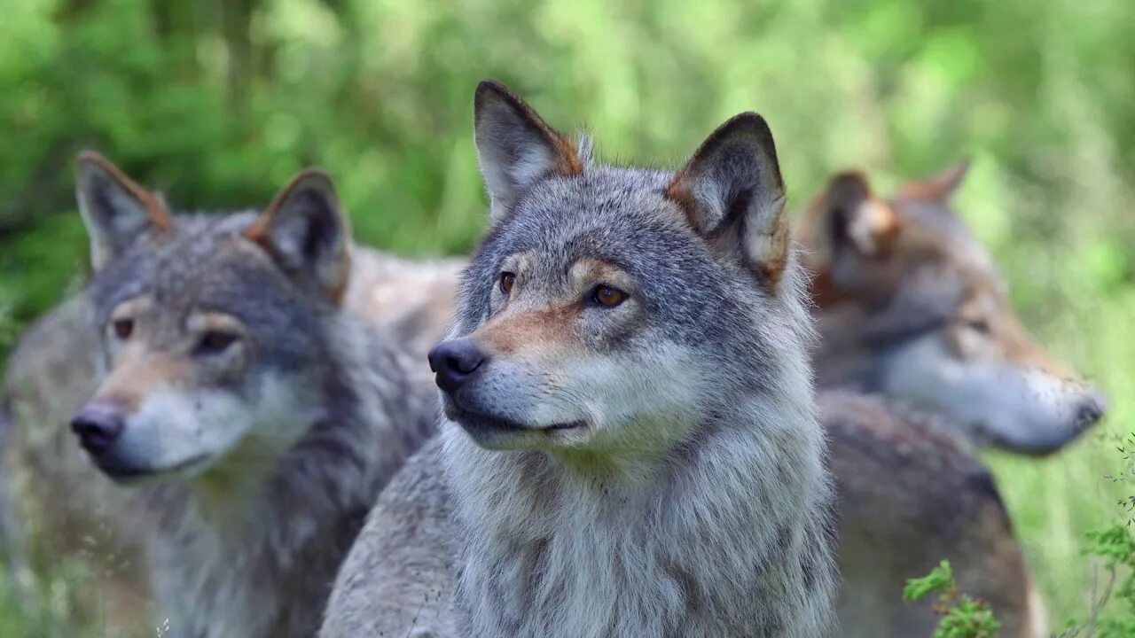 дарвинский заповедник торфяные острова. дарвинский заповедник лось. дарвинский биосферный заповедник вологодская область. животные дарвинского заповедника. животные дарвинского заповедника.