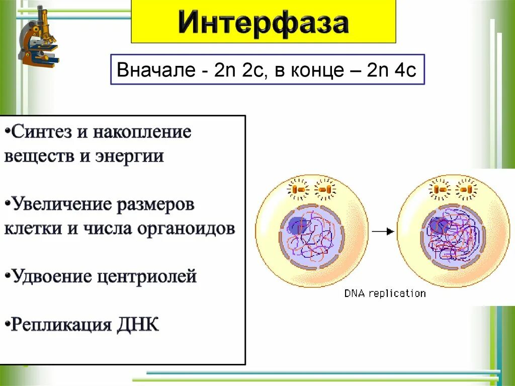 Интерфаза мейоза 1 и 2. Интерфаза мейоза 1 рисунок. Процессы в интерфазе мейоза. Интерфаза деление 1 и 2.