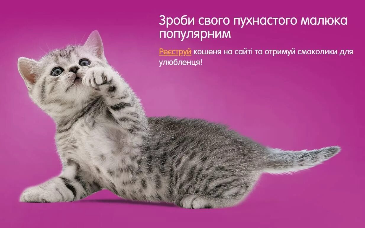 Красный кот вискас. Whiskas реклама. Whiskas для котят реклама. Котик вискас. Кошка с рекламы вискас.