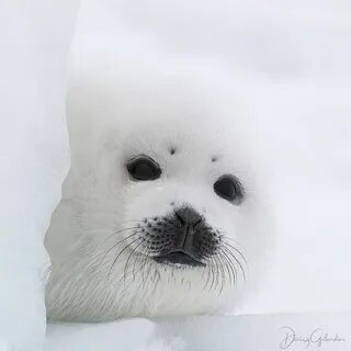 Белек это