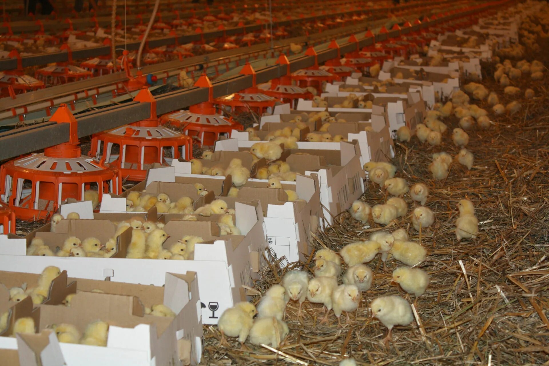 Лпх ключи курганская область. Лпх курганская область. Ящик для цыплят. Ключи курганская область цыплята прайс. Лпх ключи курганская область цыплята.