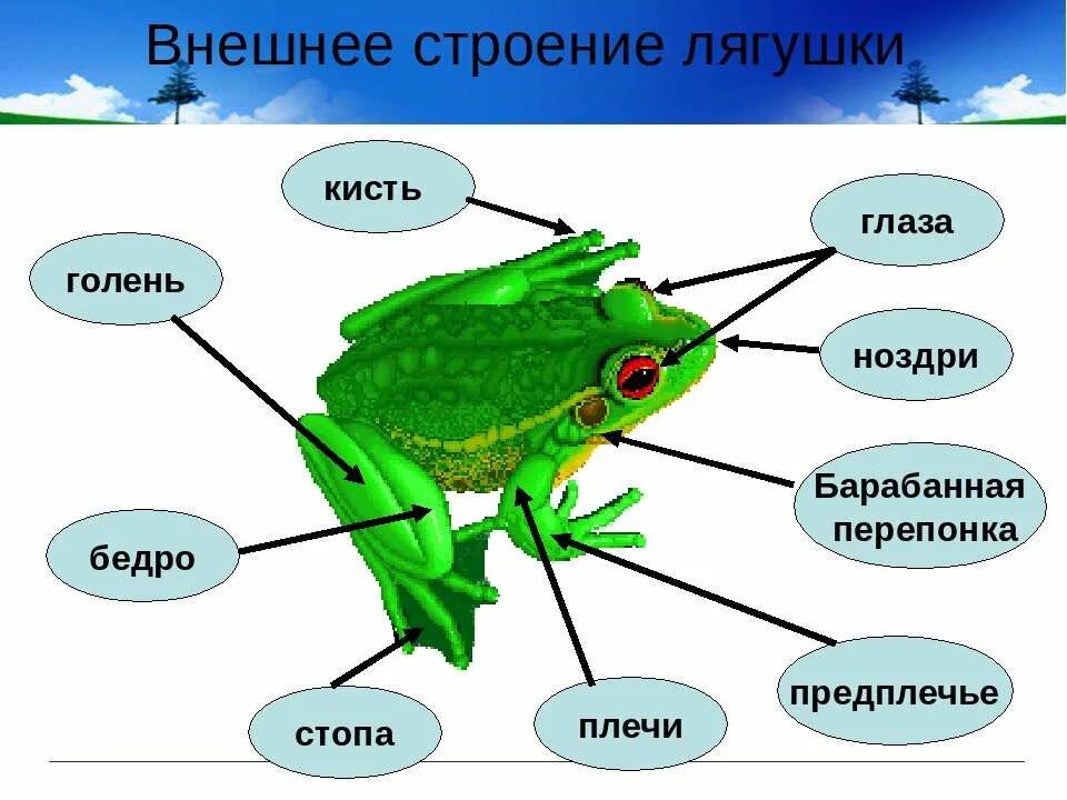 Озерная лягушка строение. Внешнее строение лягушки 7 класс биология. Внешнее строение Озерной лягушки. Строение туловища земноводных 7 класс.
