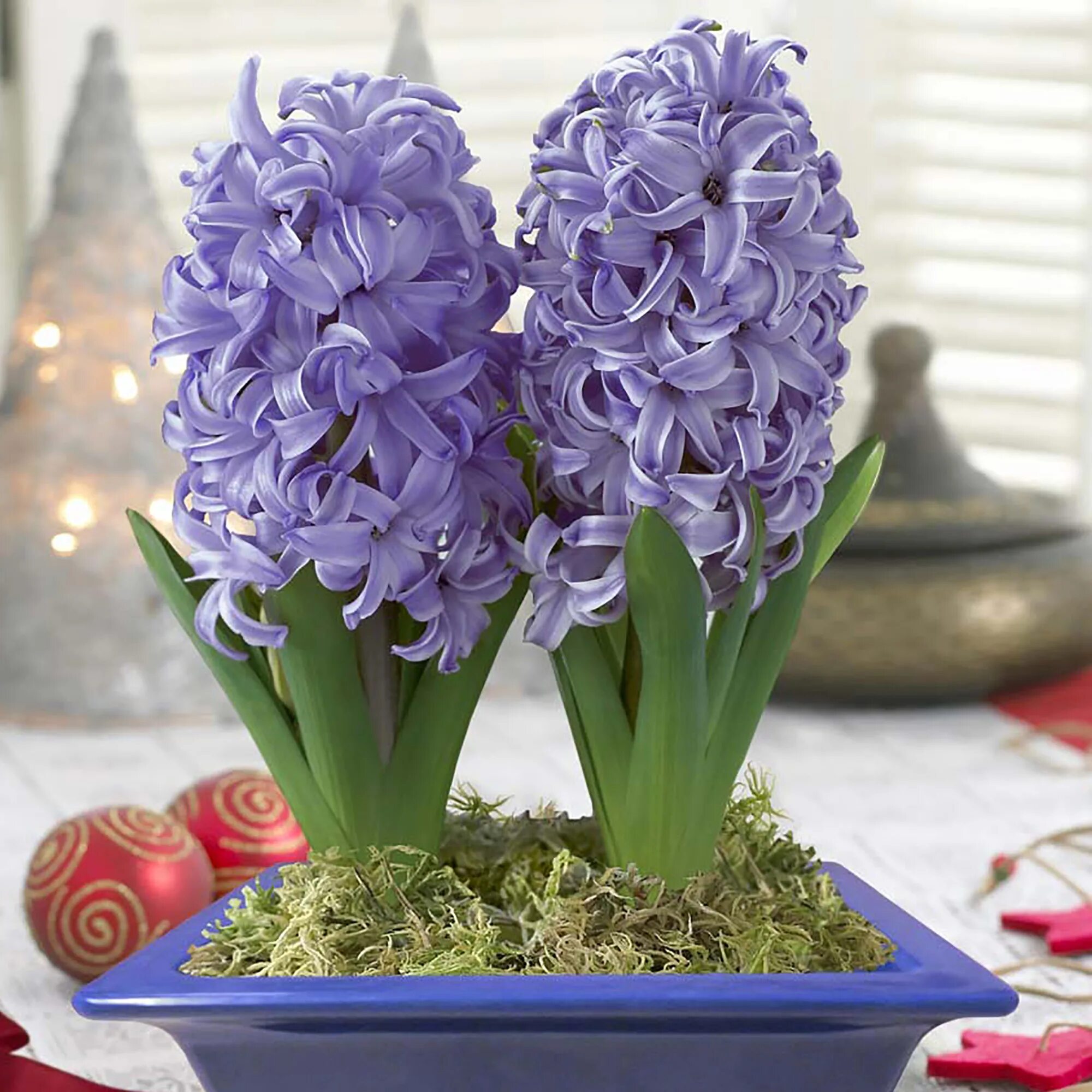 гиацинт выгонка. гиацинт амариллис. гиацинт. луковичный цветок гиацинт. весенние цветы луковичные гиацинт.