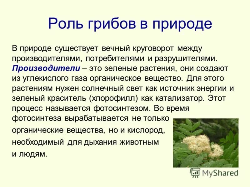 Роль производителей в природе