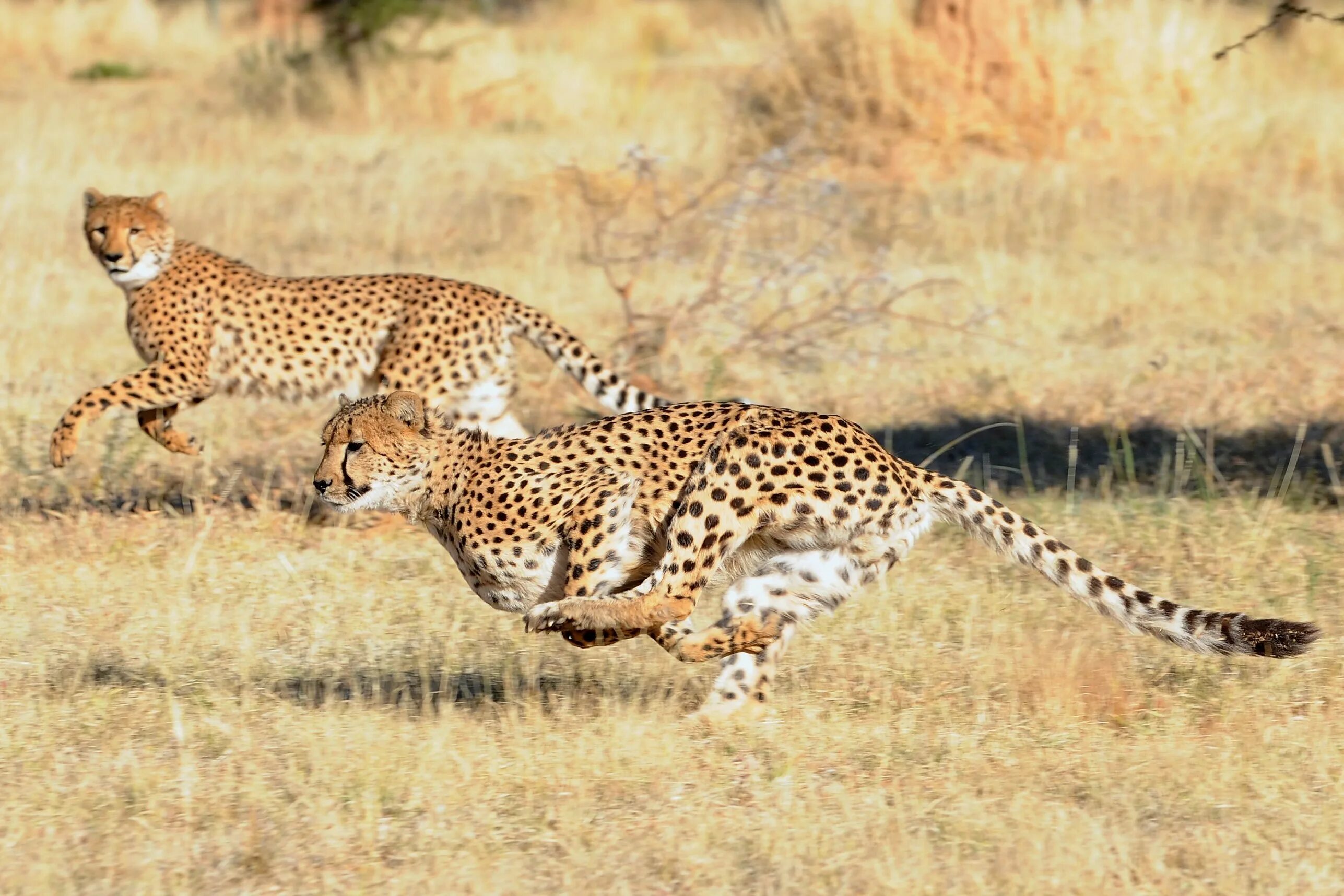 математический зоопарк. семейство кошачьих гепард. гепард по деревьям. африканский гепард. сколько лет живет гепард.