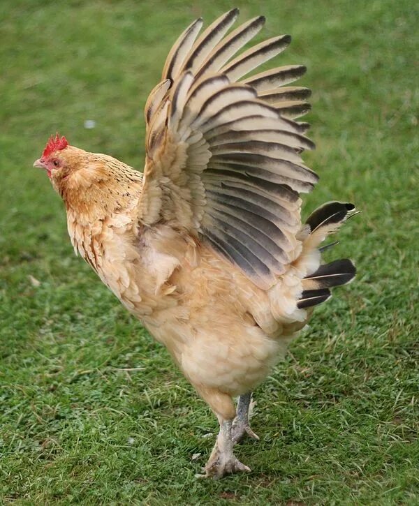 Открой курочек. Курица. Крыло курицы. Курица с расправленными крыльями. Курица летает.