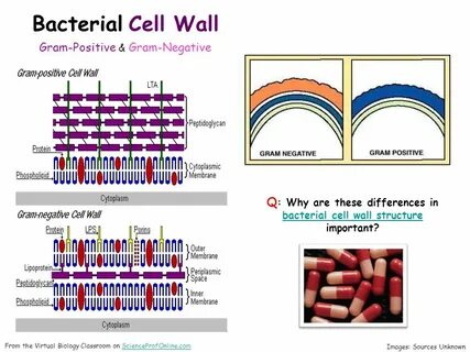 Cells wall