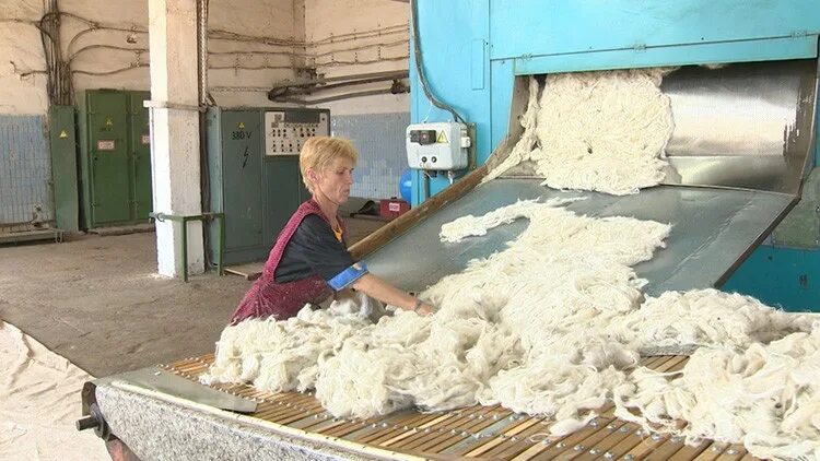Мытье шерсти. Переработка шерсти. Сортировка овечьей шерсти. Мытье овечьей шерсти. Сортировка шерсти овец.
