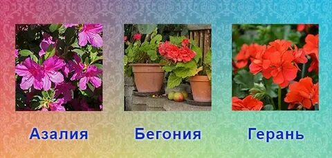 Бегонии герани