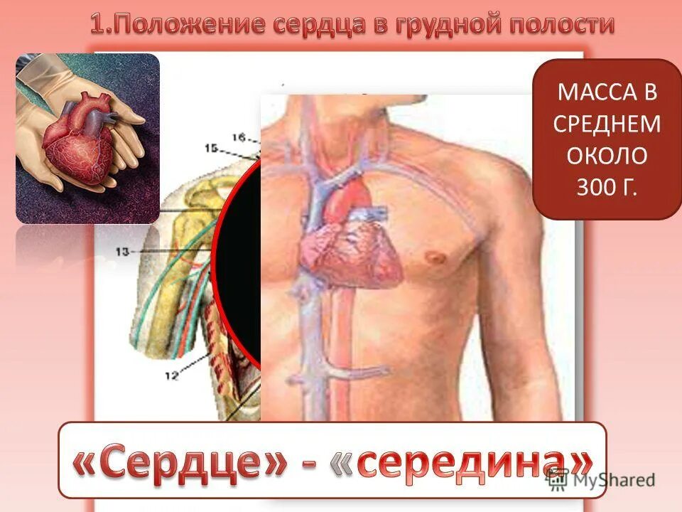 Сердце в грудной клетке анатомия. Расположение сердца в грудной клетке. Определите положение сердца. Вертикальное положение сердца. Положение сердца в грудной полости.