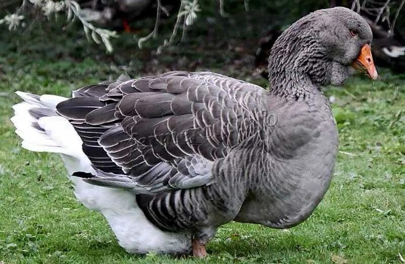 гусята львиная голова. тулузская порода гусей. гуси порода гусака. сухонос китайская порода гусь. тулузские гуси гусята.