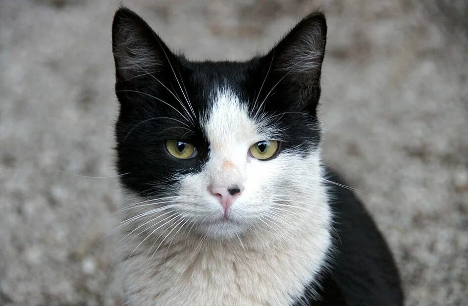 Имя для черно белого кота. Кошка с белым подбородком. Черно серый кот. Black and White Cat. Черные коты с белыми волосами.