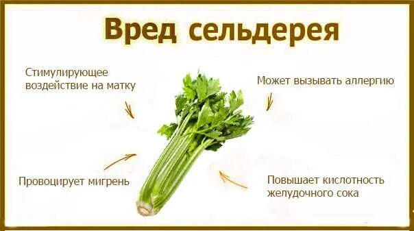 Сельдерей стебель польза и вред для здоровья. Стебель черешкового сельдерея. сельдерей черешковый и листовой. чем полезен сельдерей для организма. чем полезеньсельдерей.