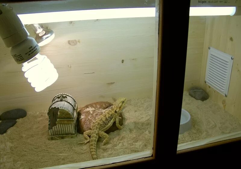 агама обыкновенная в террариуме. размер террариума для бородатой агамы. аквариум для бородатой агамы. ультрафиолет для бородатой агамы. лампы в террариум для агамы.