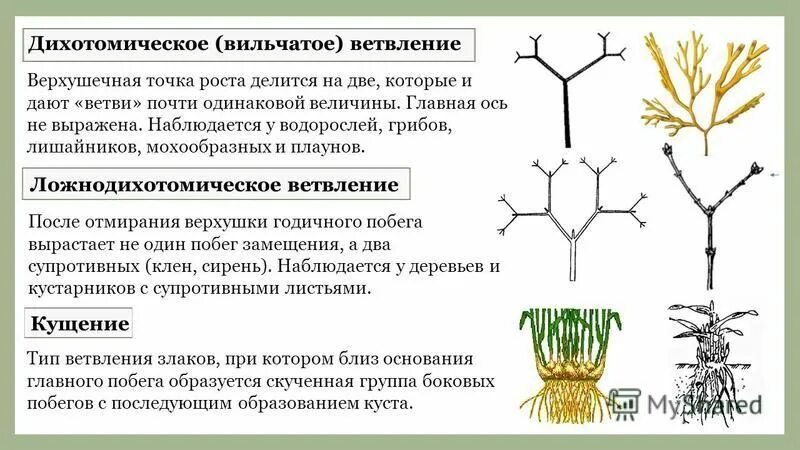 Грибы имеют верхушечный рост