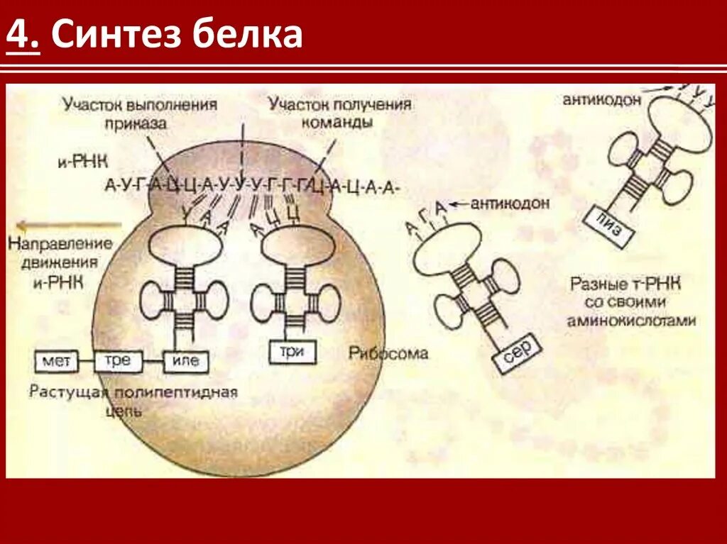 Схема синтеза белка в рибосоме. Схема синтеза белка в рибосоме трансляция. Процесс синтеза белка на рибосоме схема. Схема этапы синтеза белка рибосомы.