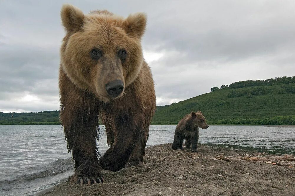 Медведь в полный рост. Камчатский бурый медведь. Бурый медведь Камчатки. Бурый медведь Камчатский медведь Камчатка.