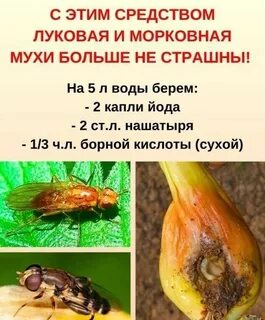 Когда начинается лет луковой мухи