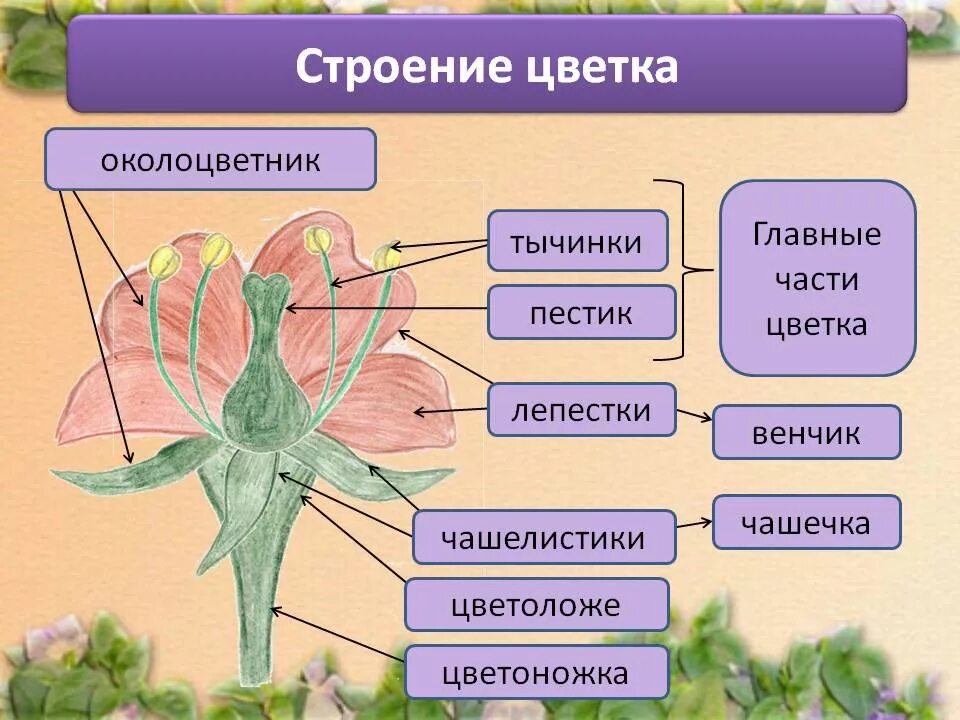 План урока 9 класс биология. Строение цветка. Строение цветка биология. Строени ецвека биология. Схема строения цветка.