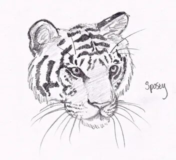 Нарисовать тигра карандашом просто