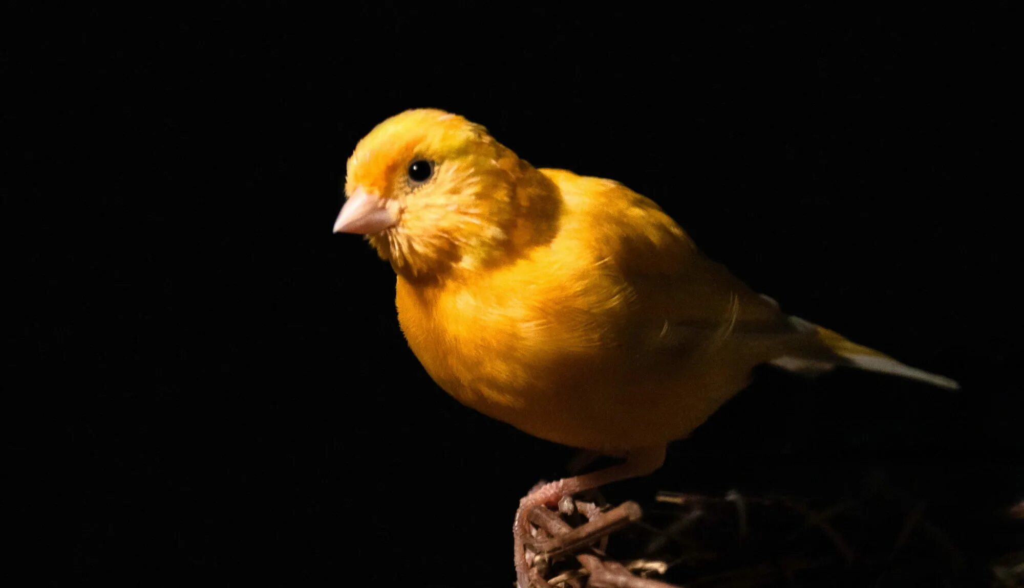 Гарцская канарейка. Канарейка кенар. Canary - канарейка. Жёлтый кенар птица.