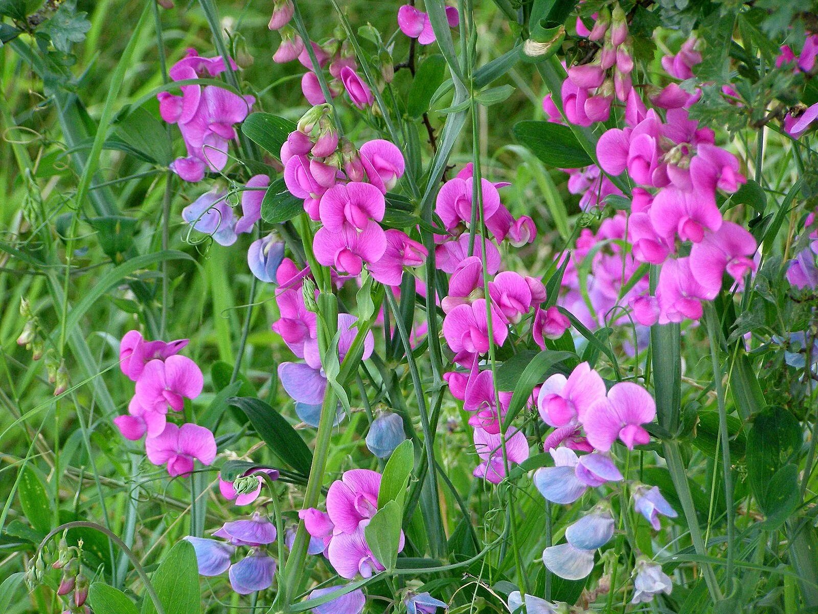 Чина многолетняя. Латирус латифолиус. Цветок Lathyrus latifolius. Чина (Lathyrus) широколистная. Латирус (душистый горошек).