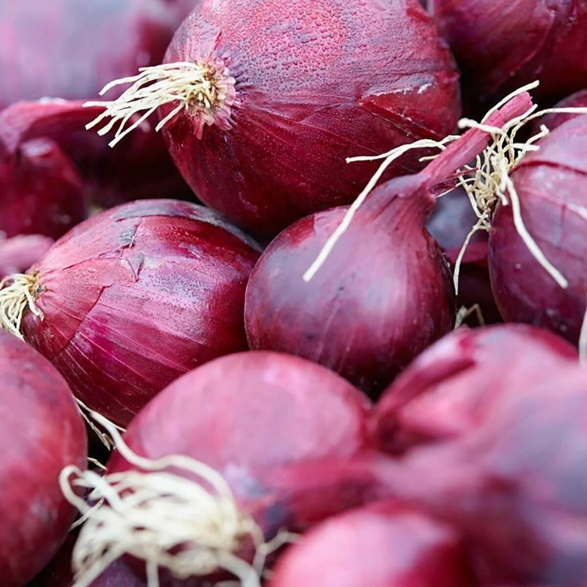 Лук шалот квочка. Сорта луковиц. Лук голландский. Сорта луковиц. Сорта луковиц.