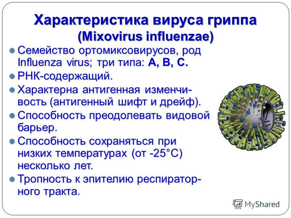 Вирус гриппа содержит. Характеристика гриппа. Вирус гриппа характеристика вируса. Краткая характеристика вирусов гриппа. Характеристика вируса гриппа типа а.