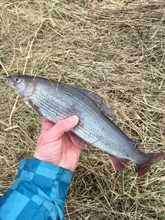 Рыбацкое мга