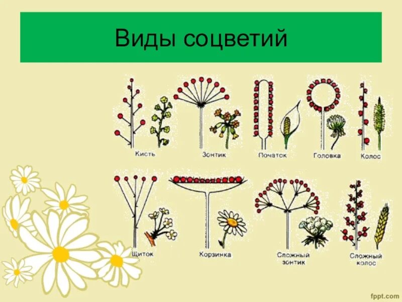 Соцветия растений таблица. Типы соцветий 6 класс биология. Соцветие клевера. Схема типов соцветий. Виды соцветий и плодов