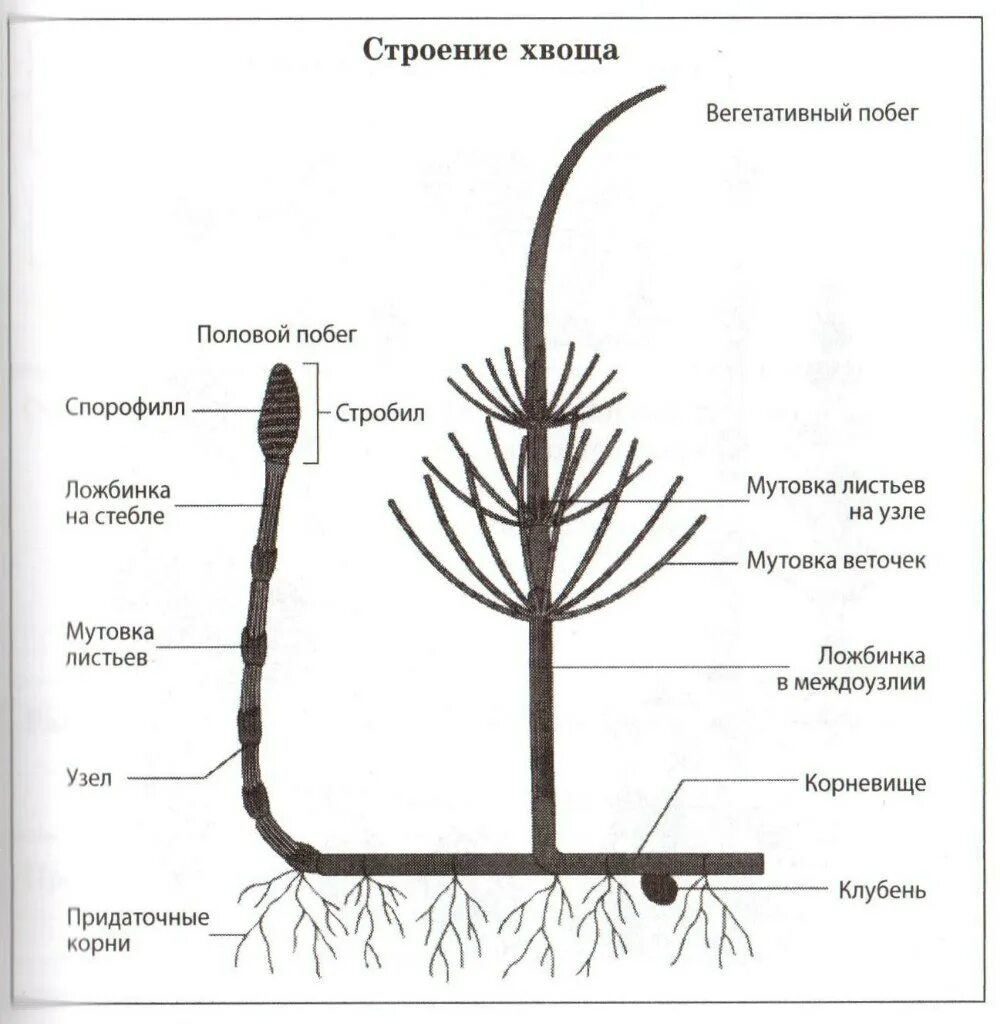 Хвощ спермий. Строение спорофита хвоща. Спорофит хвоща полевого. Хвощ полевой строение и размножение. Хвощ полевой строение.