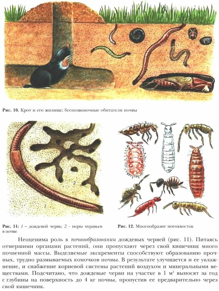 К какой группе обитателей почвы относятся микроорганизмы. Организм обитатель почвенной среды. Почва и подземные обитатели. Черви обитатели почвенной среды. Беспозвоночные обитатели почвы.