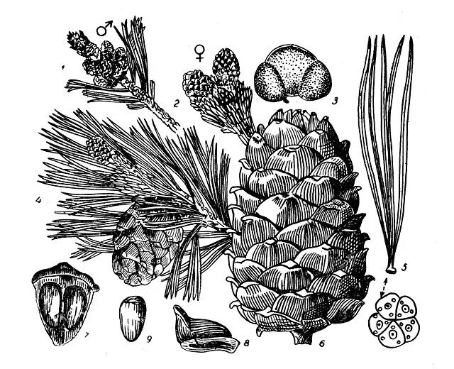 Семян хвойных рисунок. Сосна Кедровая Сибирская. Сосна Сибирская кедр гербарий. Сосна Кедровая голосемянная. Шишечные чешуйки голосеменных.
