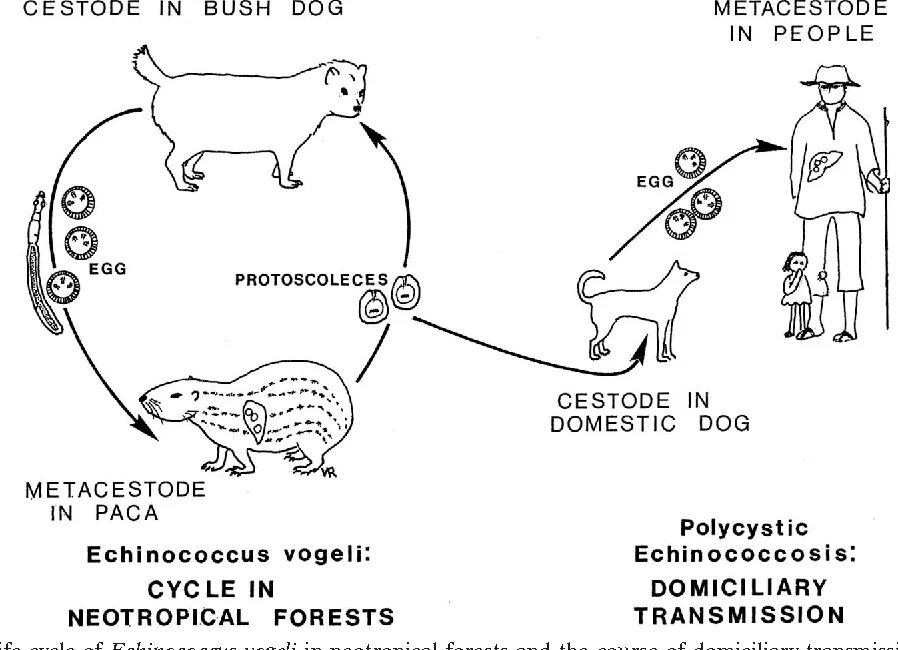 Может ли человек заразиться эхинококком. Эхинококк жизненный цикл. Онкосфера эхинококка. Эхинококкоз печени мкб. Серология эхинококкоз.
